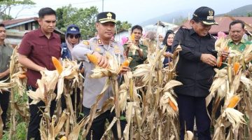 Kapolres Gayo Lues Hadiri Panen Raya Jagung, Komit Dukung Ketahanan Pangan Berkelanjutan di Desa Cinta Maju