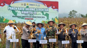 Panen Raya Jagung Kuartal III, Aspers Kasdam XXIII/Palaka Wira: Bukti Sinergi untuk Negeri